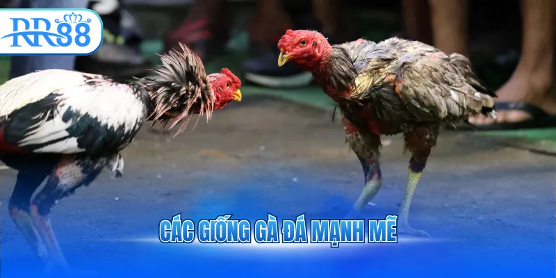 cac giong ga da manh me 1 4