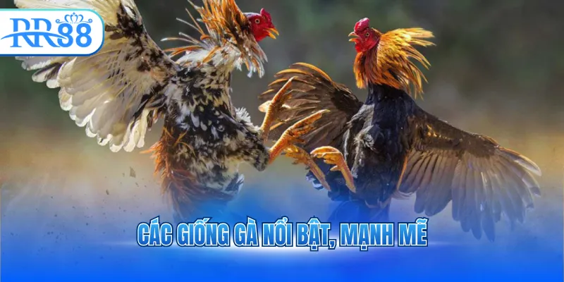 cac giong ga noi bat manh me 3